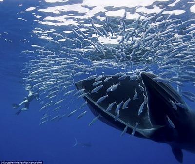 /mirai/activity_h24/assets_c/2012/10/Balaenoptera borealis-thumb-400x336-2309.jpg